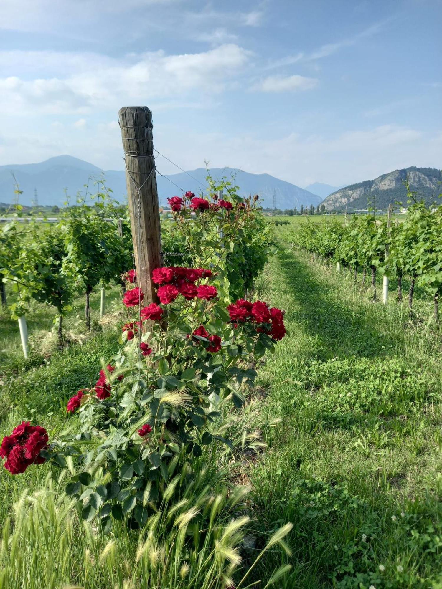 La Corte Del Bona - Vicino Alle Cantine E A Circa 15 Minuti Dal Lago Di Iseo - Apartment Ербуско Екстериор снимка