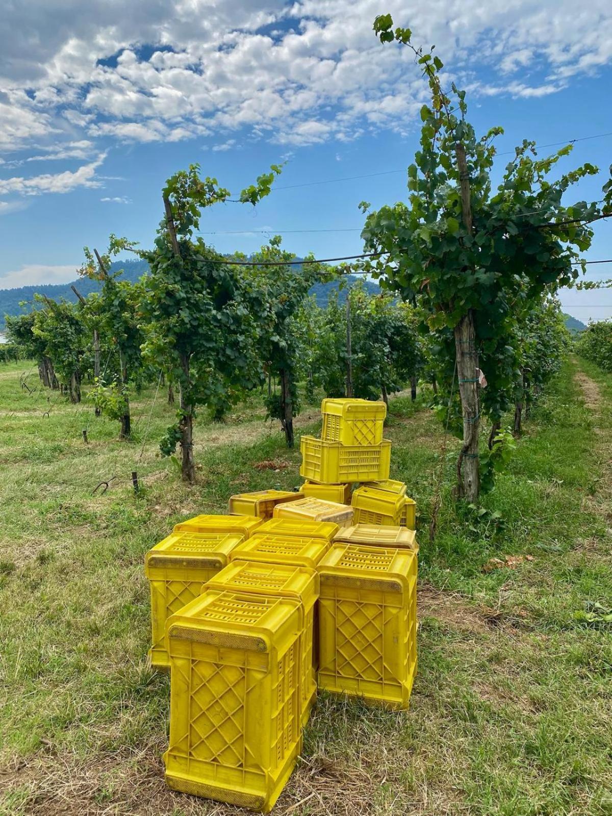 La Corte Del Bona - Vicino Alle Cantine E A Circa 15 Minuti Dal Lago Di Iseo - Apartment Ербуско Екстериор снимка